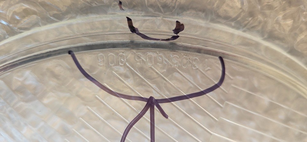 BOSCH Lens - 1305605006 GLASS Suit Vintage Driving Lamp - CLEAR - 210mm NOS - Image 5